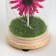 Night -night flask "Flower" LED from batteries LR44 mix 8x8x19 cm Risalux