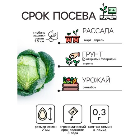 White cabbage seeds of white "blizzard", 0.3 g-1