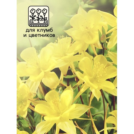 Aquilegia "Yellow Crystal", Cultural * 0.05 g-2