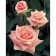 Seedling rose tea-hybrid "stella" Magne, 1 pc, spring 2024