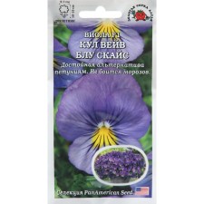Flowers of Viola Kul Vave 