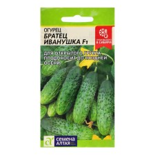 Seeds of cucumber 