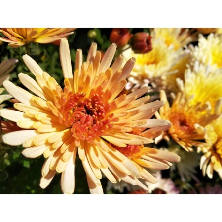 Chrysanthemum Korean autumn waltz, I rn, 1 pc, 60-70 h (cm), autumn 2024