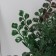 Bonsai in the pot "Triagularis Ficus" 23x9 cm, mix