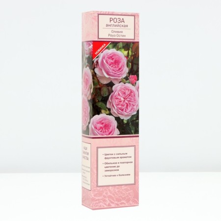 Seedling rose English park "Olivia Rose Austin", tube, 1 pc, spring 2025