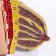 Matcage "Women's breasts in the context" 18*13*13cm