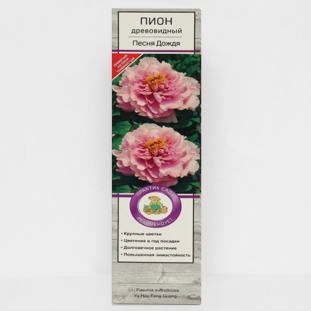 Pion tree pion (vaccinated on grassy) suite "Song of the rain", 1 pc, tube, spring 2025