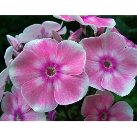 Flox blunt Tatyana, pot C2, 1 pc, summer 2024