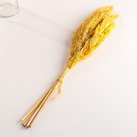 Set of dried flowers "reed", banch length 65 (+/- 6 cm), yellow-3