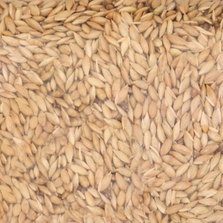 Canary seed "Perriko" for birds, package 200 g-2