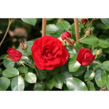 Seedling rose Plesy 