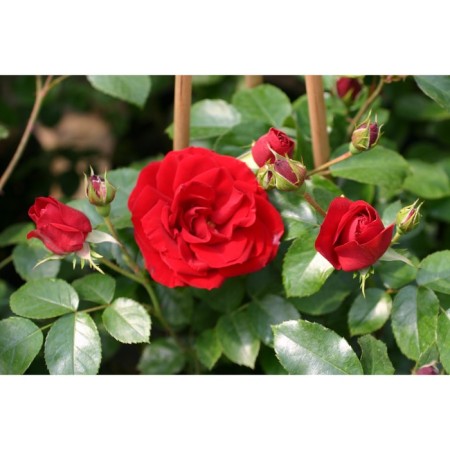 Seedling rose Plesy "Amadeus", tube, 1 pc, spring 2025