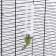 Drill for rodents, 125 ml, fastening-spring, and two replaceable filters, green