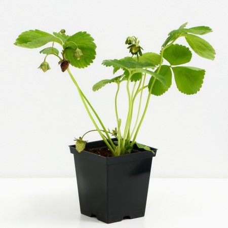 Strawberry Crimean Crimean Early, P9 Pot, 1 pc, summer 2024-1