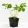 Strawberry Crimean Crimean Early, P9 Pot, 1 pc, summer 2024