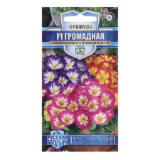 The seeds of the primrose 