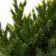 Juniper scaly "Holger", P9, 1pc, h 3-20 cm, summer 2024