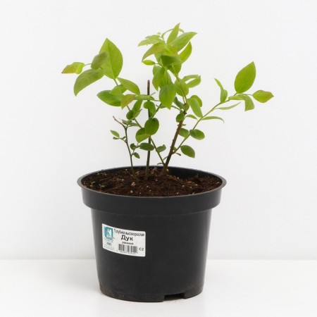 Blueberries tall Duk, C2 pot, H20-40 Height, 1 pc, summer 2024-1