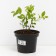 Blueberries tall Duk, C2 pot, H20-40 Height, 1 pc, summer 2024