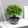 Bonsai in the pot "Ficus leaves" 11x21 cm