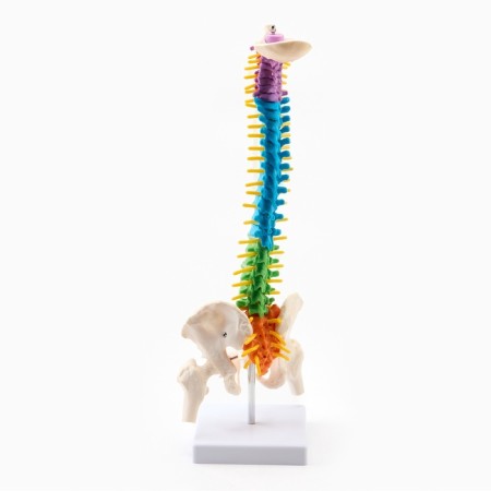 Layout "spine, pelvic bones" color 38cm