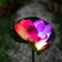 Garden lamp on the sunny battery "Lotus", 70 cm, 1 LED, glow of multi (RGB)