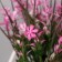 Bonsai in the pot "Front with a sedge" 9x23 cm, mix