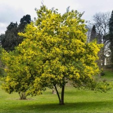 Yellow acacia (tree, karagan), tube, 1 pc, spring 2025