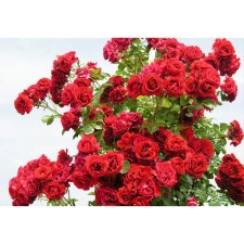 Seedling rose Plesy 