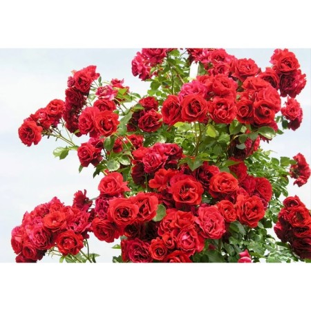 Seedling rose Plesy "Simpami", tube, 1 pc, spring 2025