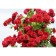 Seedling rose Plesy "Simpami", tube, 1 pc, spring 2025