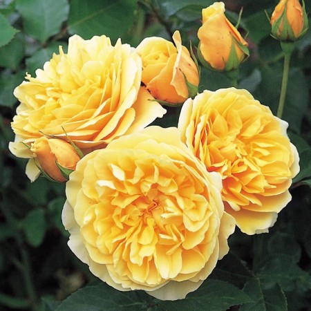 Seedling rose "Graham Thomas", tube, spring 2025