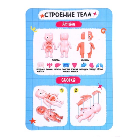 Euryki set for experiments "Human body structure", 15 details-5