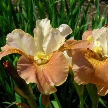 Iris Siberian Drink Yo Ti, Rr. I, 1 pc, Spring 2025