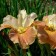 Iris Siberian Drink Yo Ti, Rr. I, 1 pc, Spring 2025