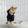 Folder Off-Dog for dogs (foot with a hose), size S (DS 24, Osh 33-37, OG 42-44), black