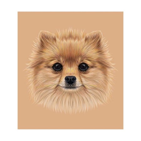 A set of napkins for setting the table "Photo of the Pomeranian Spitz", rectangular, size 32x46 cm, 4 pcs-2