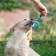 Chewing toy with a rope "piece of the sun", 8 cm, blue