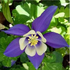 Aquilegia Hybrid Spring Magic Blue End White, Pot C2, 1 pc, Summer 2024