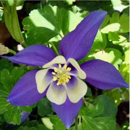 Aquilegia Hybrid Spring Magic Blue End White, Pot C2, 1 pc, Summer 2024