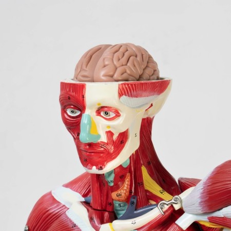 The layout "The body of a person, muscles, internal organs", collapsible 78cm-6
