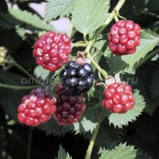 Black blackberry Dima, C2 pot, H20-40 Height, 1 pc, summer 2024