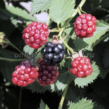 Black blackberry Dima, C2 pot, H20-40 Height, 1 pc, summer 2024