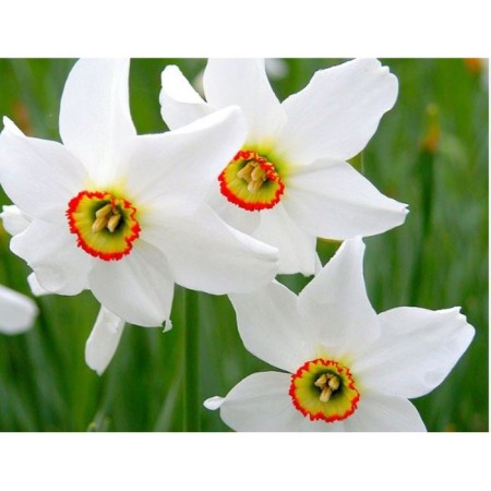 Narcissus Poetic Recurvus, 12/14 rr, 5 pcs, 55 h (cm), autumn 2024