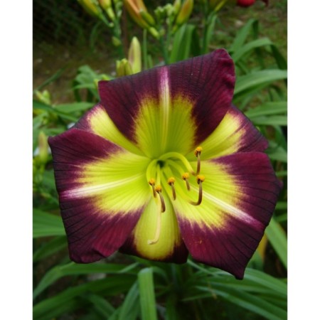 Lilenik Hybrid Knight Beecon, C2 pot, H10-50 height, 1 pc, summer 2024