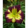 Lilenik Hybrid Knight Beecon, C2 pot, H10-50 height, 1 pc, summer 2024