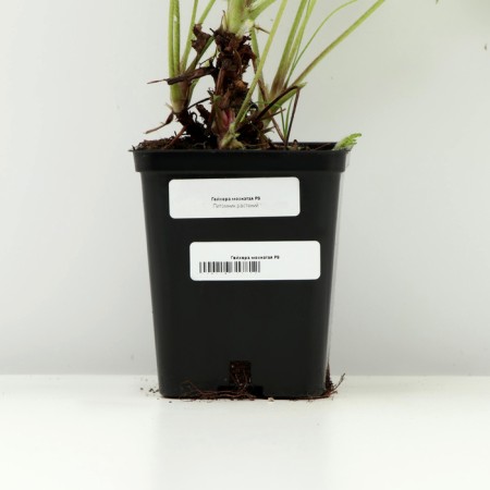 Heihera shaggy, P9 pot, 1 pc, spring 2024-3