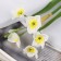Artificial flowers "Narcissus Lux" Diam.usvetka-3.5cm, 38 cm, white-yellow