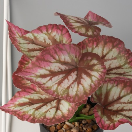 Bonsai in the pot "Kaladium premium Extra" 21x10 cm, mix-3