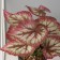 Bonsai in the pot "Kaladium premium Extra" 21x10 cm, mix